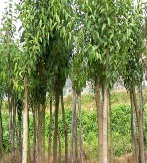 大叶女贞的种植管理，四川大叶女贞种植基地