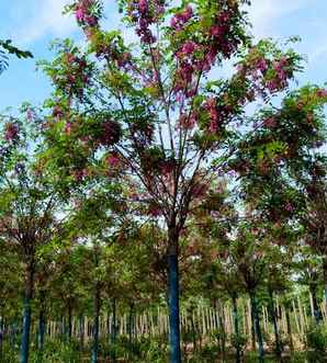 香花槐价格香花槐小苗价格，香花槐幼苗价格