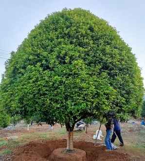 桂花树苗什么时候移栽？，11月份可以移栽桂花树大苗吗