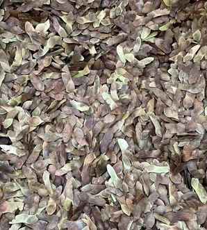 五角枫种子多少钱一斤最近，五角枫种子多少钱一斤
