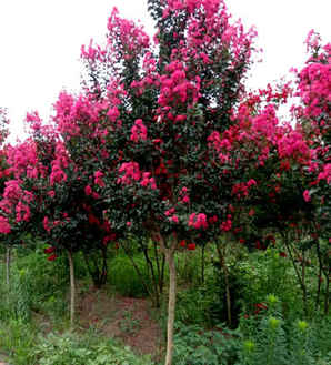 三红紫薇树培育基地，三红紫薇
