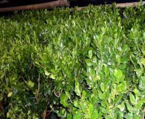 枸骨树图片大全，枸骨是什么植物？