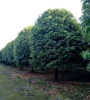 桂花树苗什么时候移栽？，11月份可以移栽桂花树大苗吗