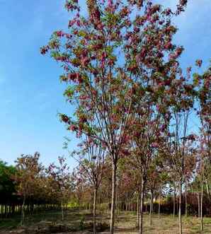 香花槐价格香花槐小苗价格，香花槐幼苗价格