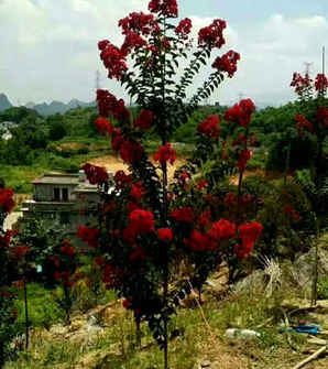 三红紫薇树培育基地，三红紫薇