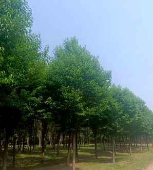 杜仲茶，杜仲