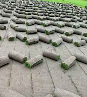 匍匐型剪股颖一般多少钱一斤，剪股颖多少钱一公斤?
