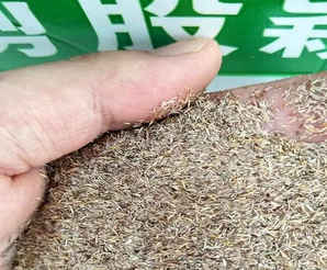 细弱剪股颖多少钱一斤，剪股颖多少钱一斤?