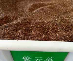 紫云英种子，紫云英种子