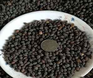 紫茉莉种子，紫茉莉种子介绍