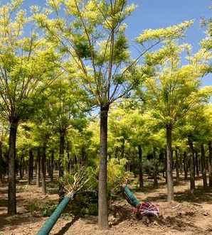 黄金槐种植效果，黄金槐在庭院种植可以吗？