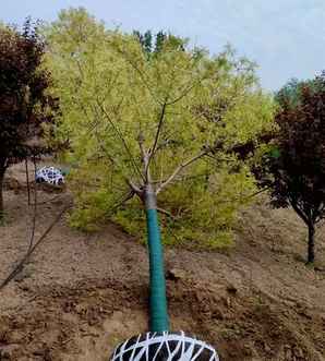黄金槐种植效果，黄金槐在庭院种植可以吗？