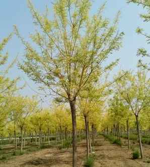 黄金槐种植效果，黄金槐在庭院种植可以吗？