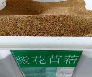 紫花苜蓿种子，紫花苜蓿种子怎么处理