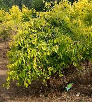 垂榆能长多大，种植垂榆间距