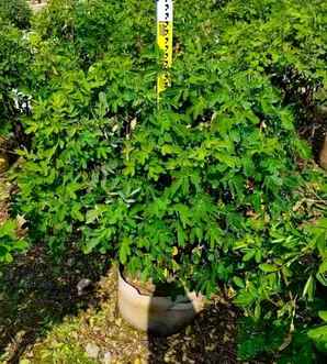 双荚槐树价格多少，单棵槐树价格