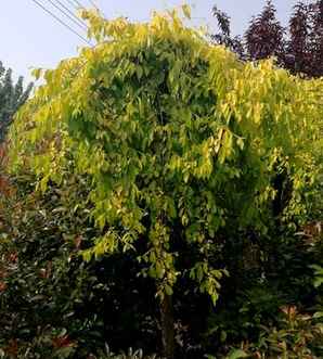 垂榆能长多大，种植垂榆间距