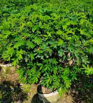 双荚槐树什么价格，八公分老槐树价格