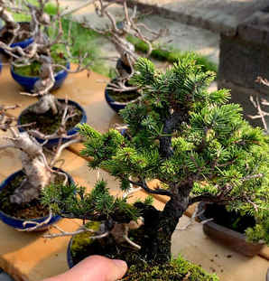 油松盆景价格多少，虾夷松盆景批发价格