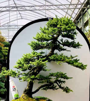 虾夷松盆景小苗价格，虾夷松小苗出售价格