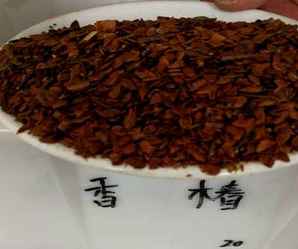 香椿种子怎么生芽，香椿种子