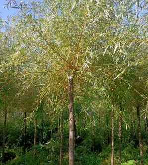 金丝垂柳小苗怎么种植视频，金丝垂柳种植视频