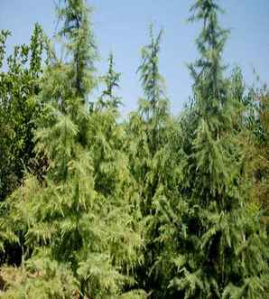 雪松栽培技术，雪松的栽培方法和技巧