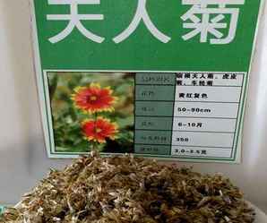 天人菊种子，天人菊种子厂家
