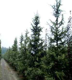 雪松栽培技术，雪松的栽培方法和技巧