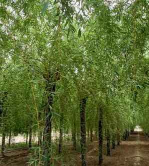 金丝垂柳小苗怎么种植视频，金丝垂柳种植视频