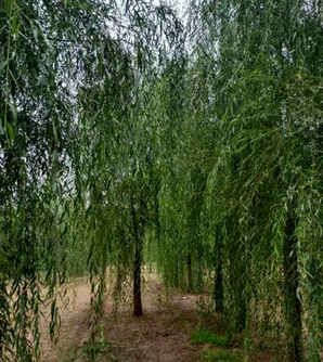 江苏金丝垂柳小苗，金丝垂柳小苗怎么种植方法