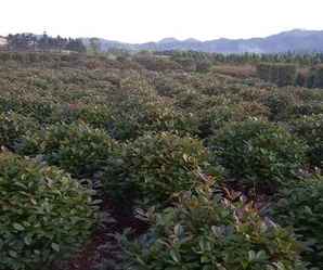红头石楠球种植工艺，红叶石楠球多少钱一棵