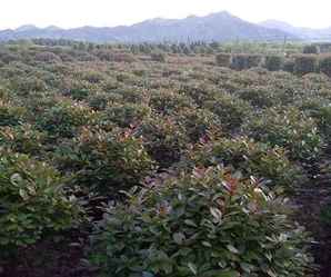 红头石楠球种植工艺，红叶石楠球多少钱一棵