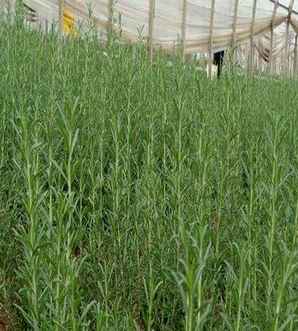 迷迭香种子种植方法全过程，迷迭香种子种植方法