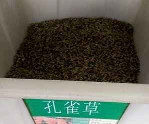 孔雀草种子一克多少粒，孔雀草种子