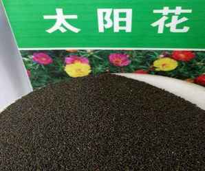 太阳花有什么地方卖，太阳花产地在哪里
