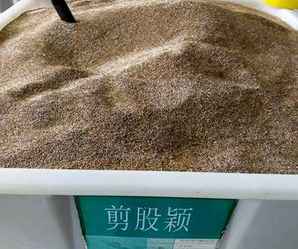 剪股颖种子，剪股颖种子生长周期
