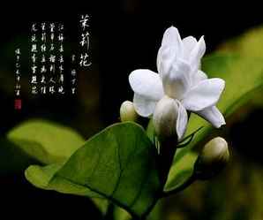 茉莉花歌曲，茉莉花