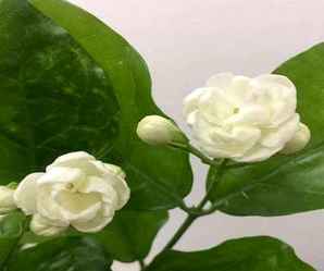茉莉花歌曲，茉莉花