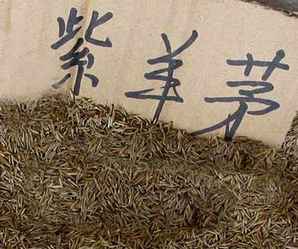 紫羊茅能长多高，紫羊茅种子的特征