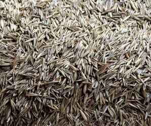 紫羊茅种子种植方法，紫羊茅种子播种时间