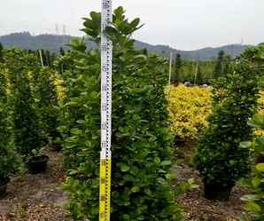 火山榕价格一米五，火山榕植物简介图