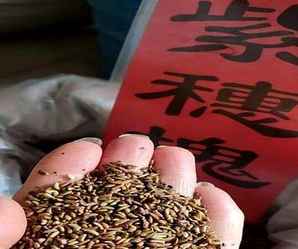 紫穗槐种子种植多久可以发芽，紫穗槐泡多长时间发芽