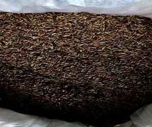 紫穗槐种子种植多久可以发芽，紫穗槐泡多长时间发芽