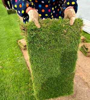 黑麦草价格，黑麦草价格