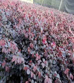 ​红花继木价格，红花继木球规格及价格