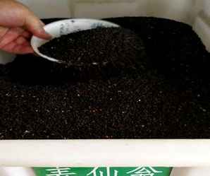 麦仙翁种子什么时候播种，麦仙翁种子