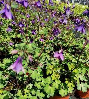 耧斗菜是花还是菜，耧斗菜花冬季能种吗