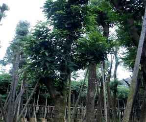 榕树介绍，榕树介绍100个字