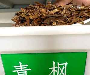 青枫种子什么时候采摘最好，青枫种子产地在哪里